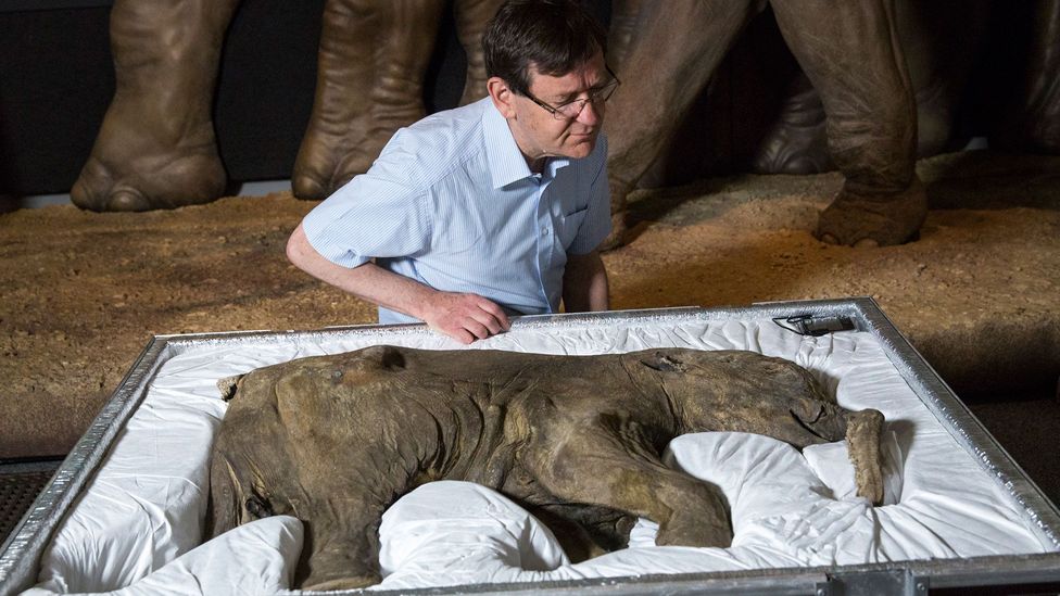 Adrian Lister examines Lyuba, the world's most complete mammoth, after her arrival at the Natural History Museum, London (Credit: Getty Images)