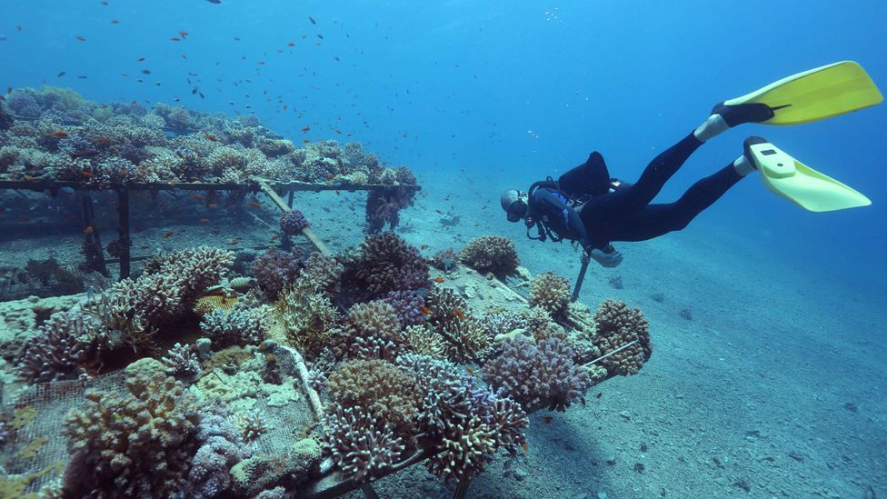 If the Red Sea corals are resilient, they could be used to rehabilitate other reefs (Credit: Getty Images) If the Red Sea corals are resilient, they could be used to rehabilitate other reefs (Credit: Getty Images)