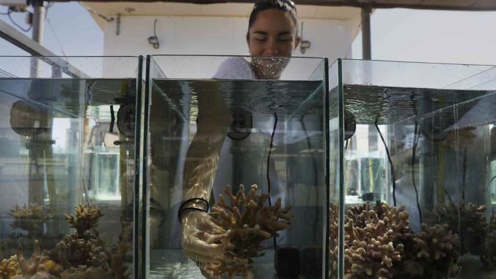 Researchers like Jessica Bellworthy can do many of their experiments on the corals remotely, but some of them require getting their hands wet (Credit: Getty Images) Researchers like Jessica Bellworthy can do many of their experiments on the corals remotely, but some of them require getting their hands wet (Credit: Getty Images)