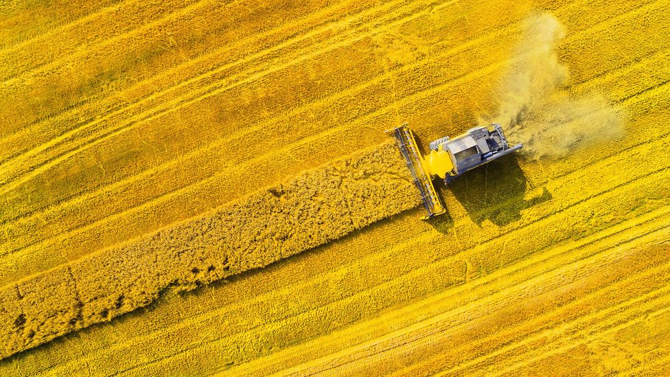 Biofuels offer a solution, but we may not have enough land to spare (Credit: Abadonian/Getty Images)