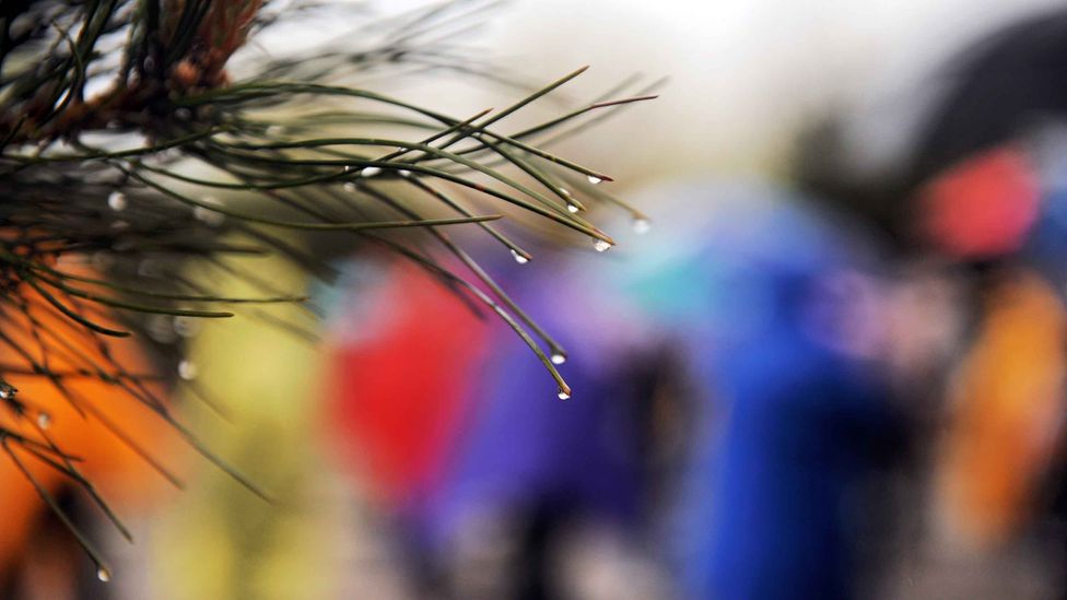 Evergreen trees can be excellent pollutant-trappers and can work all year round, unlike their deciduous relatives (Credit: Getty Images)