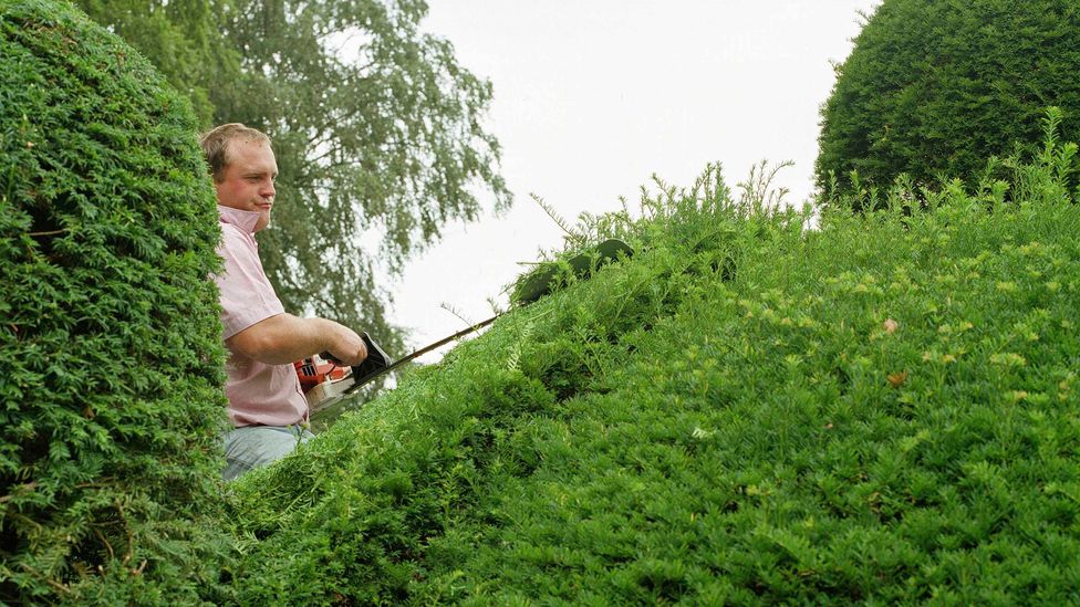 Yew hedges make good roadside additions to reduce pollution, but they also have poisonous leaves and berries which means they are not suitable everywhere (Credit: Getty Images)