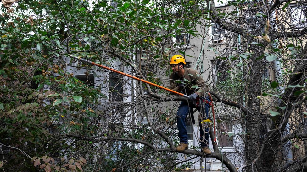 Choosing the right tree includes being realistic about its life-expectancy and maintenance requirements (Credit: Getty Images)