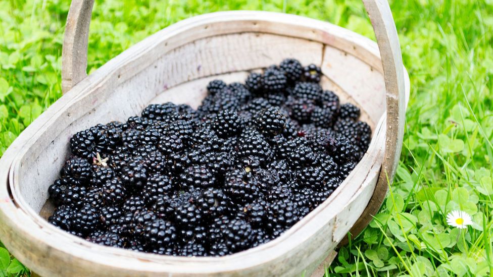 Author Jessica Vincent: "The earliest memory I have of foraging is picking wild blackberries with my grandmother" (Credit: Mypurgatoryyears/Getty Images)