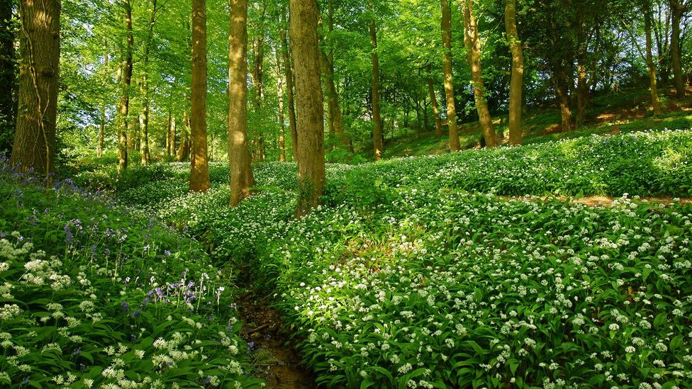 Wild garlic is a delicate white-flowered plant with a fragrant leaf (Credit: Peter Llewellyn/Getty Images)