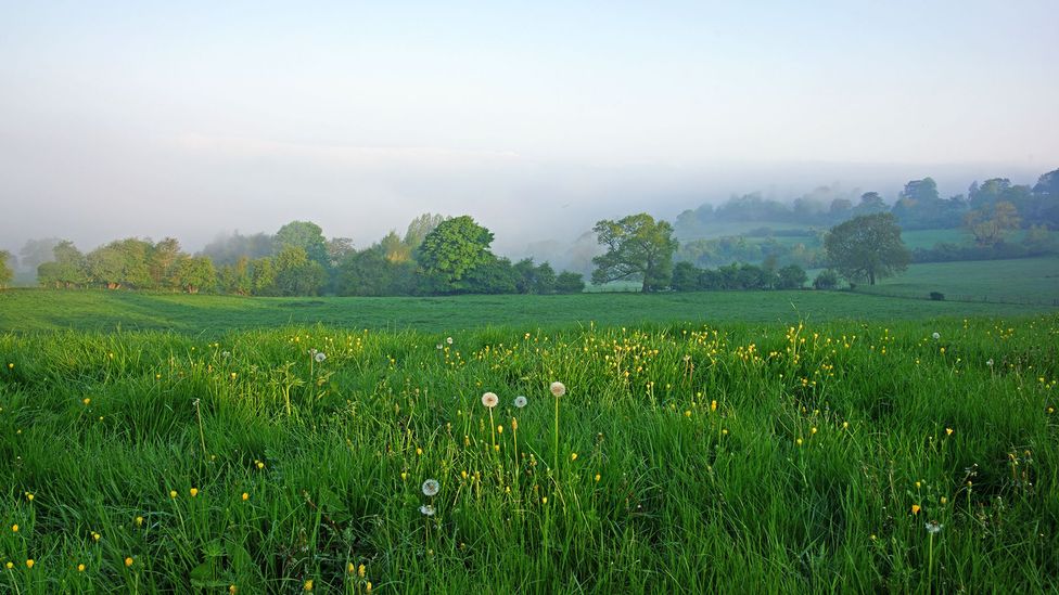 The English countryside is a prime location for a culinary adventure (Credit: Peter Llewellyn/Getty Images)