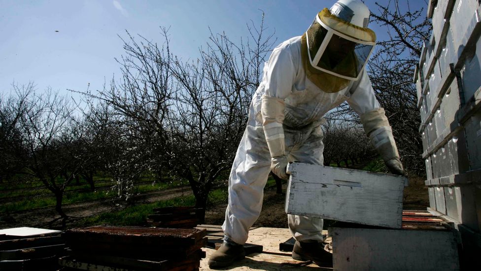 In the US, commercial travelling bee hives are heavily relied upon to pollinate crops such as the Californian almond (Credit: Getty Images) In the US, commercial travelling bee hives are heavily relied upon to pollinate crops such as the Californian almond (Credit: Getty Images)
