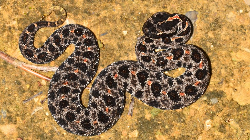 The venom from a species of pygmy rattlesnake inspired Eptifibatide, a synthetic which prevents heart attacks (Credit: Getty Images)