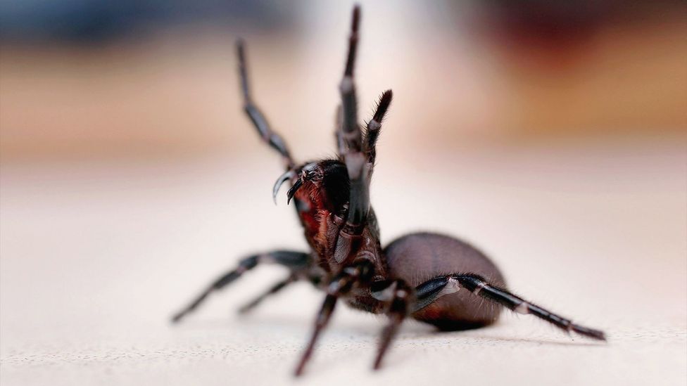 The bite of a funnel-web spider can kill a human, but one component of its venom could prevent brain damage in stroke survivors (Credit: Getty Images)