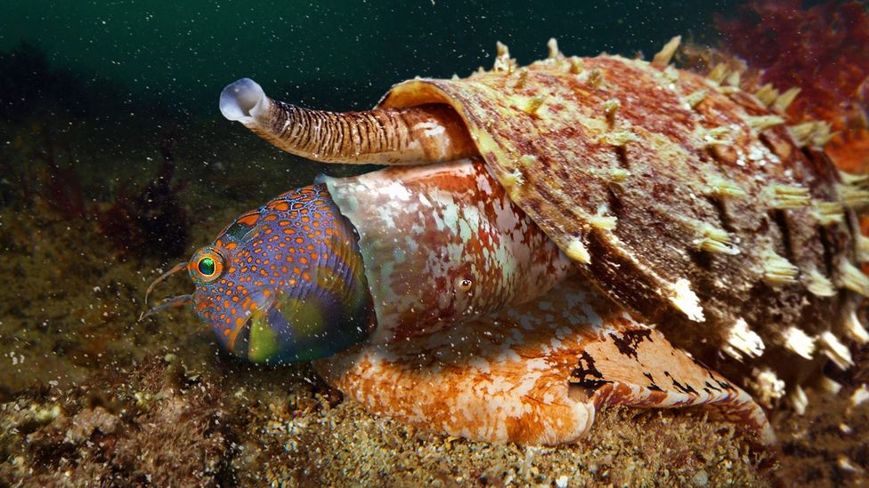 Cone snails produce venom that is lethal to fish – but the drug derived from their venom, Ziconitide, acts as a painkiller in humans (Credit: Getty Images)