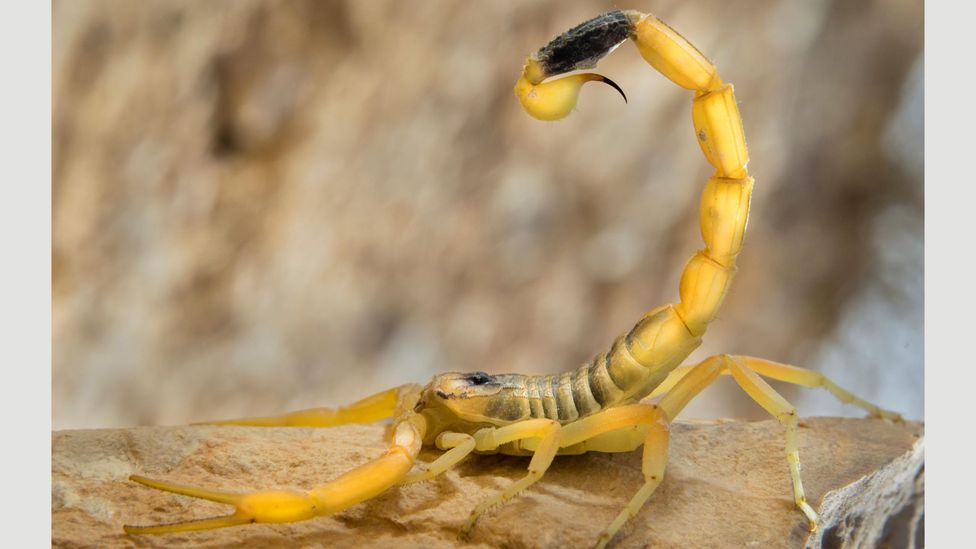 The venom of a deathstalker scorpion helps researchers find, and remove, cancer tumours too small for even MRI scans to spot (Credit: Getty Images)
