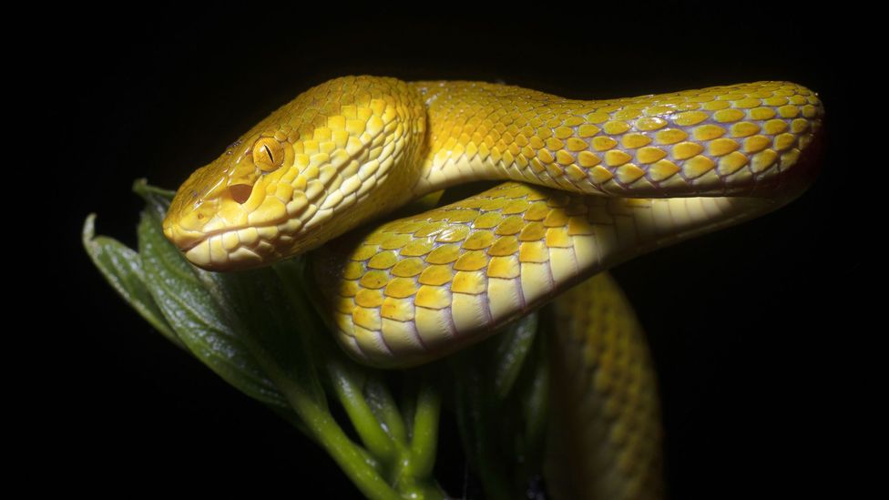 Millions of years of evolution mean venoms are exquisitely targeted to other animals' nervous systems (Credit: Getty Images)