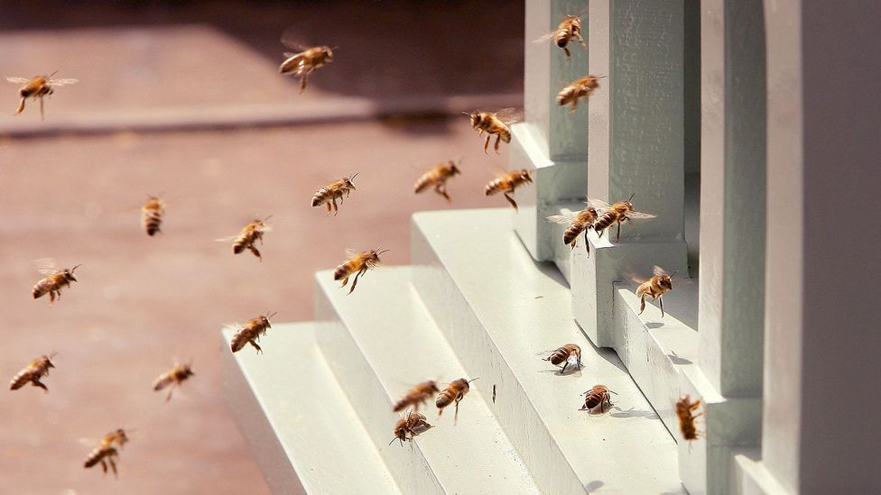 Some firms are looking to the collective decision-making of bee swarms to help humans work together better (Credit: Getty Images) Some firms are looking to the collective decision-making of bee swarms to help humans work together better (Credit: Getty Images)