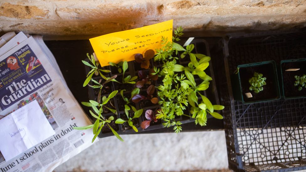 A new trend is gardeners sharing produce with their neighbours (Credit: Lily Colfox)