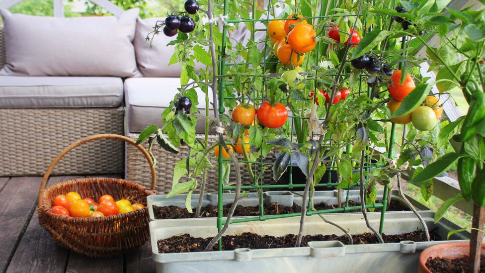 Tomatoes are a popular choice for gardeners with little space, as they’re adaptable and easy to grow (Credit: Vaivirga/Getty Images)