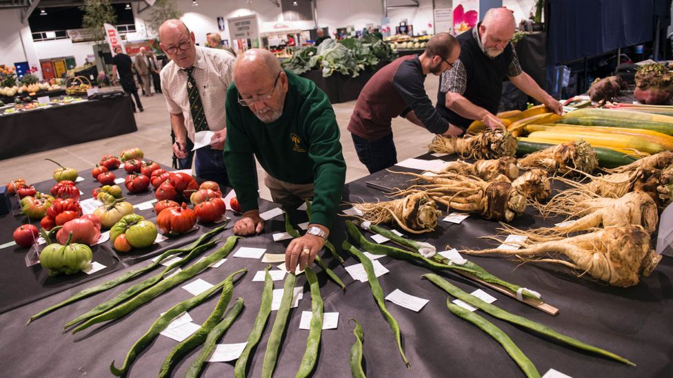 Britain’s annual “giant vegetable” competitions are hugely popular – and highly competitive (Credit: Oli Scarff/Getty Images)