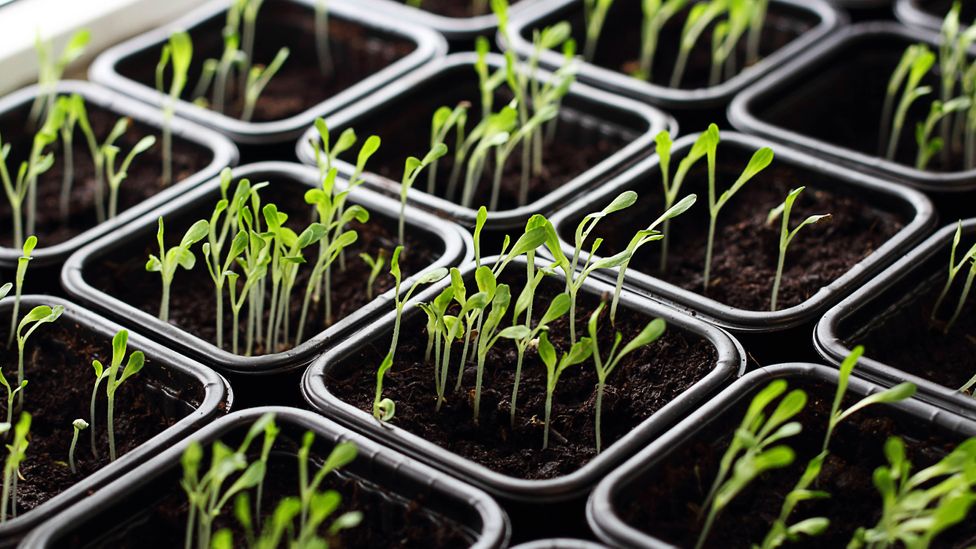 One result of the Covid-19 pandemic is soaring seeds sales, as people take food production into their own hands (Credit: LarisaL/Getty Images)