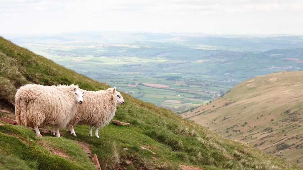 Areas that are now used for farming – such as rearing sheep on hill country – can be difficult to reforest  (Credit: Getty Images)