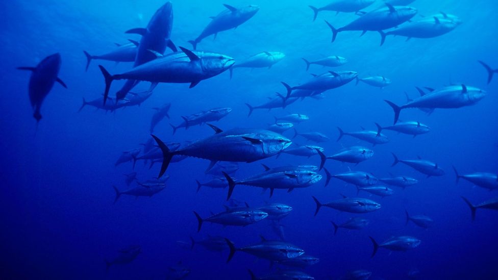 Some prized fish, like bluefin tuna, are critically endangered. Environmental concerns could help boost demand for faux seafood products (Credit: Alamy)