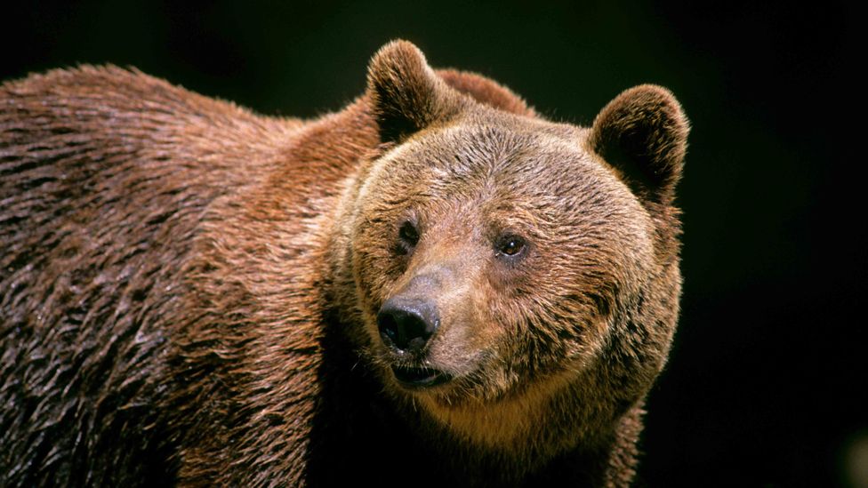 The Last Wild Bears Of Italy s Apennine Mountains BBC Future