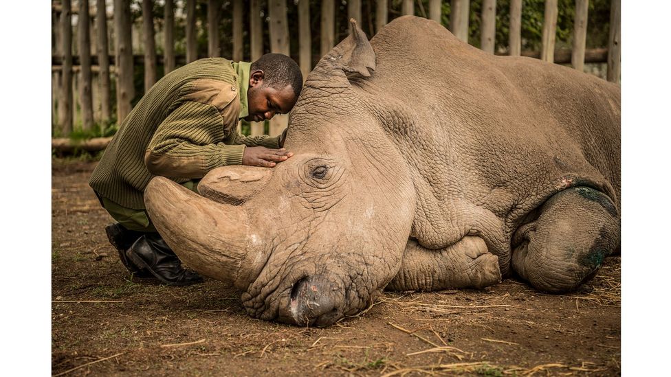 Joseph Wachira saying goodbye to Sudan, the last male Northern White Rhino, by Ami Vitale (Credit: Ami Vitale)