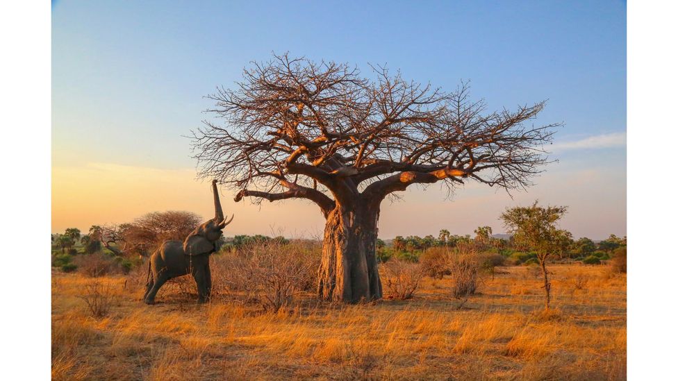 Elephant reaching for high branches, Ruaha National Park, Tanzania by Graeme Green (Credit: Graeme Green)