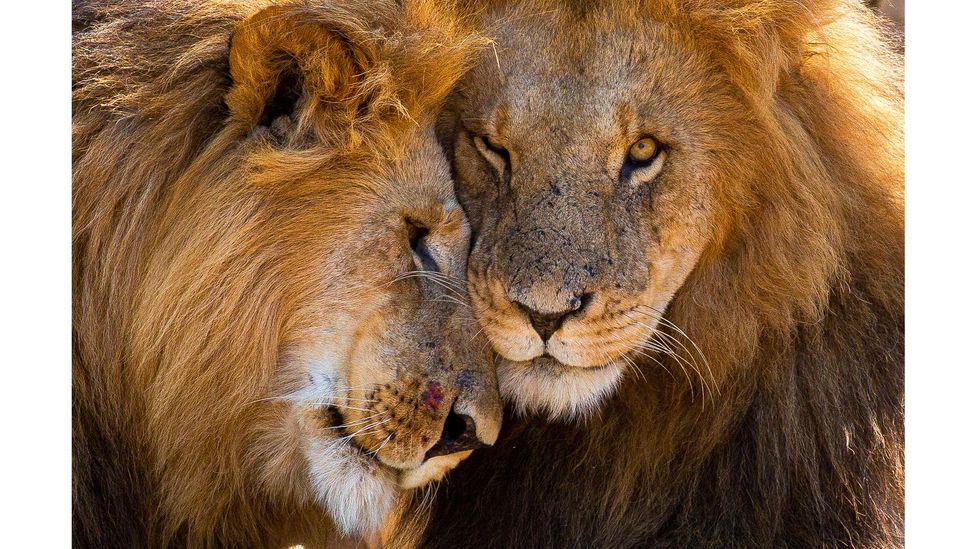 Lion brothers, Naboisho Mara Conservancy, Kenya by Graeme Green (Credit: Graeme Green)