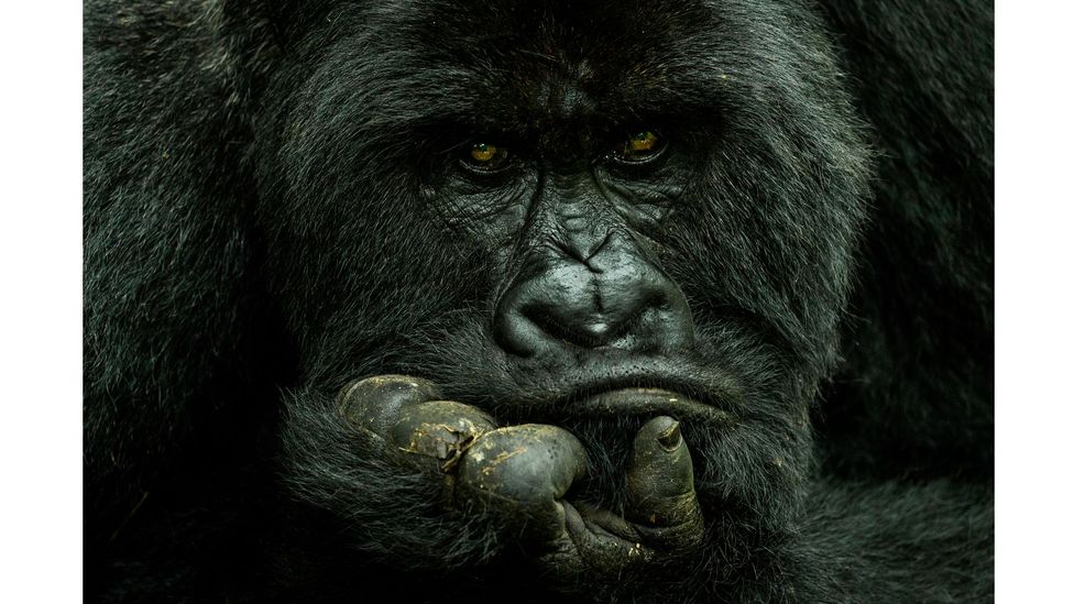 Mountain gorilla, Virrunga National Park, DRC by Nelis Wolmarans (Credit: Nelis Wolmarans)