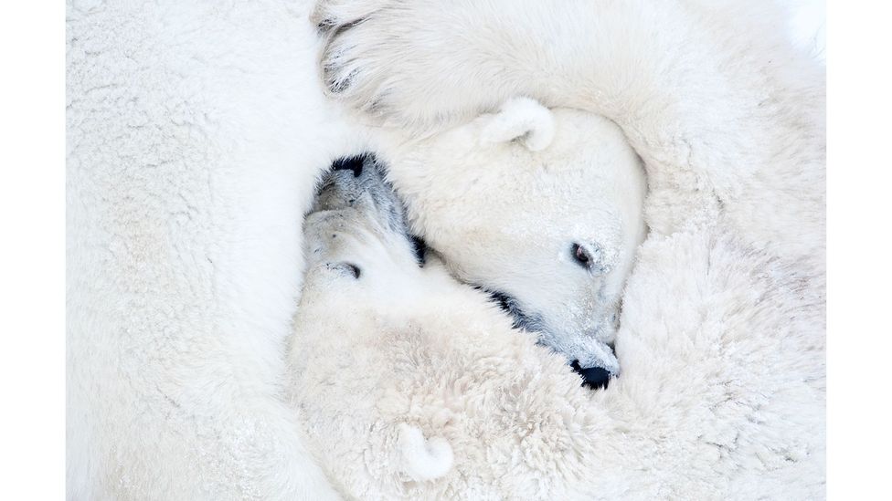 Polar bears, Wapusk National Park, Manitoba, Canada by Daisy Gilardini (Credit: Daisy Gilardini)