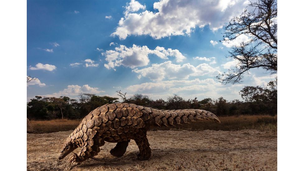 Brent Stirton's Pangolins in Crisis series has just won first prize in the wildlife category of the Sony World Photo Awards (Credit: Brent Stirton)