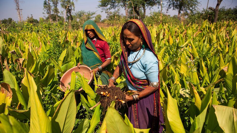 Turmeric is cultivated in several states in India (Credit: Credit: Mile 91/C & A Foundation/Alamy)