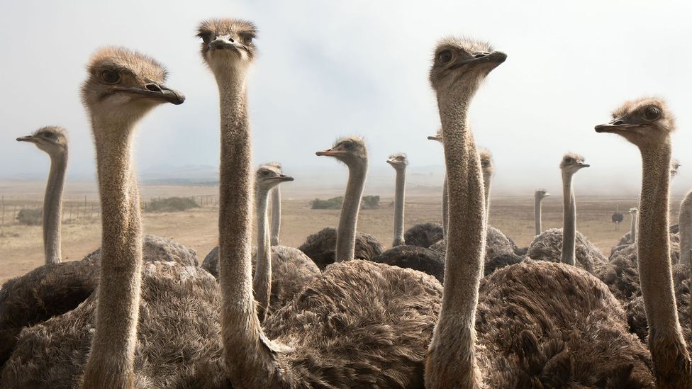 The 'ostrich effect' refers to our continued aversion to ongoing or future failure, which is unhelpful behaviour to us in the long run (Credit: Alamy)