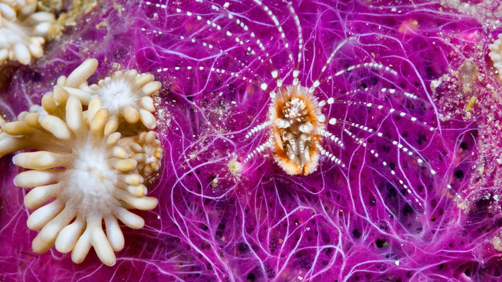 In the ocean, 90% of all living material is microbial (Credit: Getty Images)