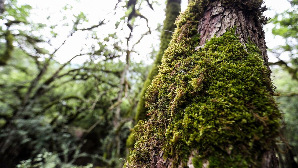 Without viruses, experts say, we'd lose a lot of the planet's biodiversity (Credit: Getty Images)