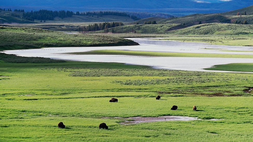 In Yellowstone National Park, a certain kind of grass has an increased heat tolerance due to a virus (Credit: Getty Images)