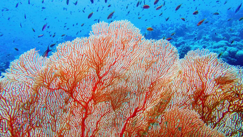 Citizen science initiatives help monitor the marine environment and potential tourism impacts (Credit: Tunatura/Getty Images)