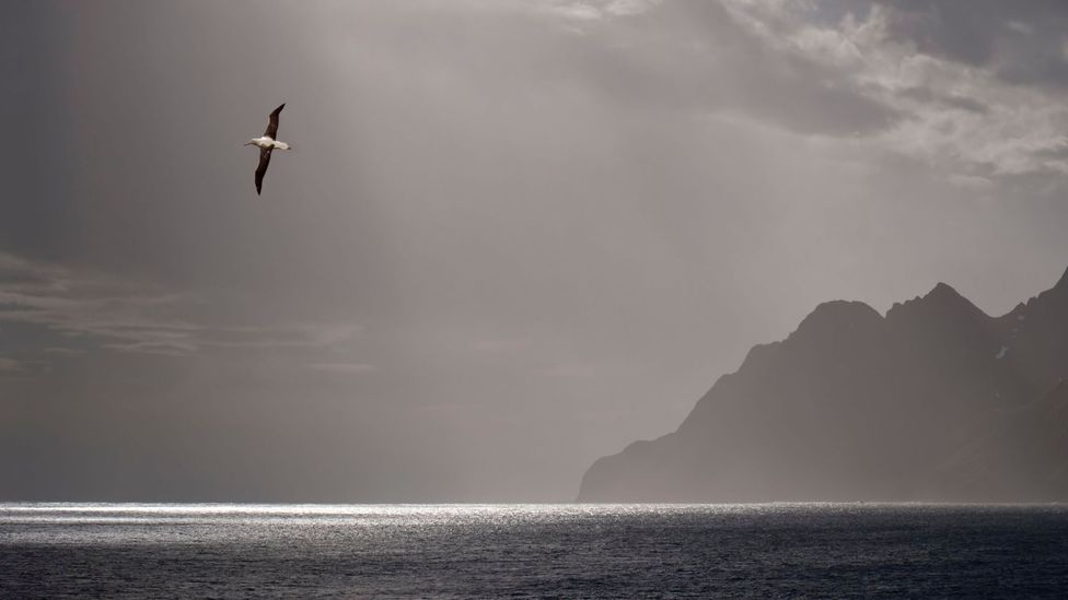 The wandering albatross can fly the equivalent of 10 trips to the Moon and back in its lifetime (Credit: Alamy)