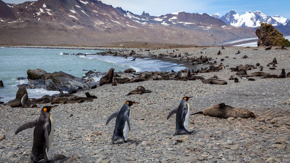 Ice and penguins (Credit: Credit: Bella Falk)