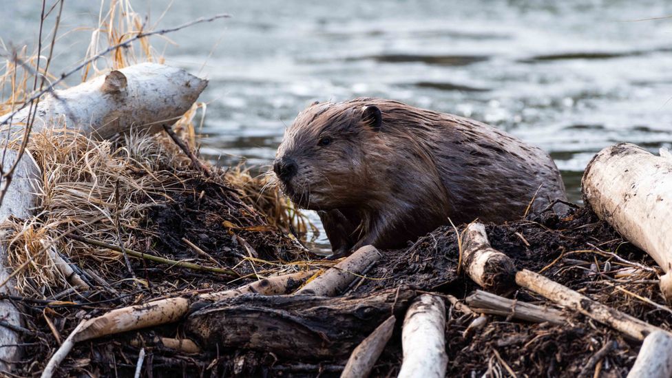 Beavers create dams that make rivers spill and pool, helping to rewet the wider area (Credit: Getty Images)