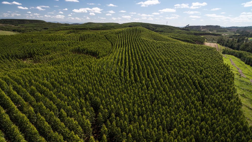 CO2 removal through reforestation is used to offset emissions – but has its downsides (Credit: Ildo Frazao/Getty Images)
