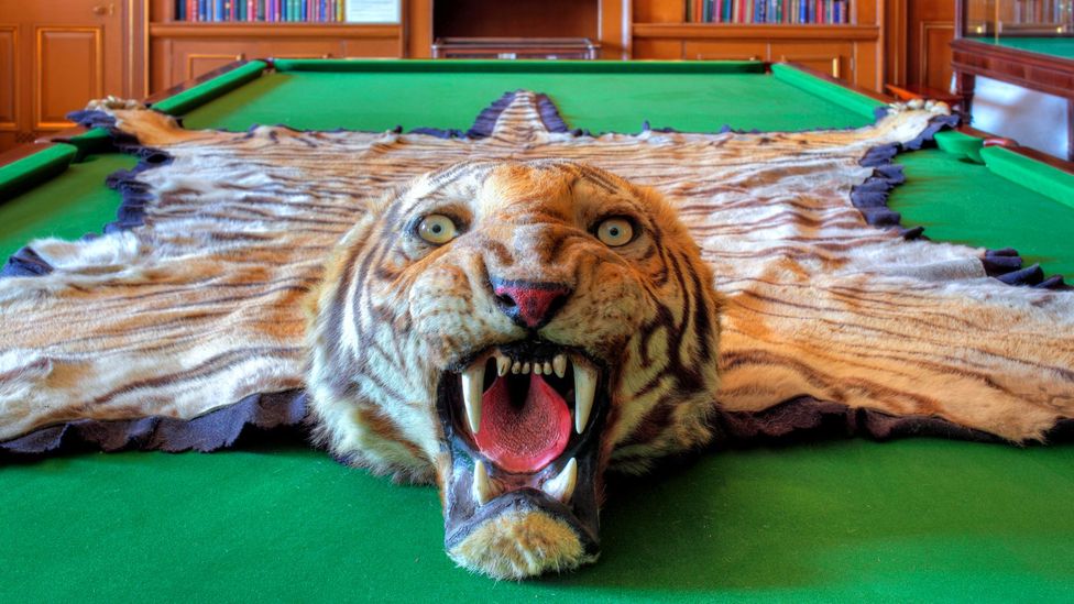 A tiger rug at the Curzon home, Kedleston Hall; while Viceroy of India, Lord Curzon decided to partition Bengal in 1905 (Credit: Alamy)