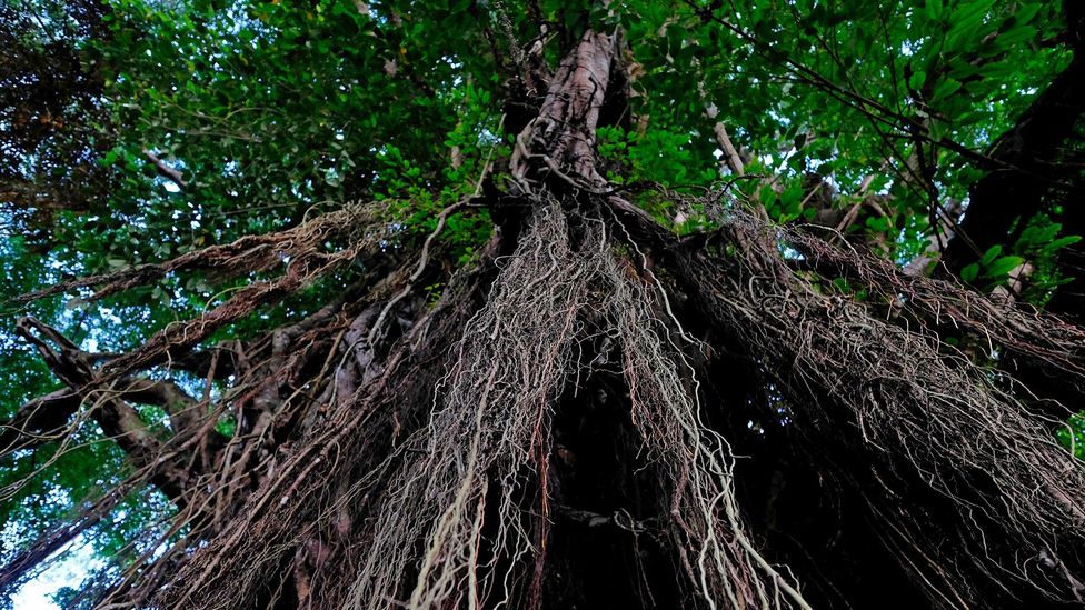 Mature balete trees are thought to be often inhabited by the taglugar spirits according to mariit beliefs; but this does not always help their conservation (Credit: Alamy)