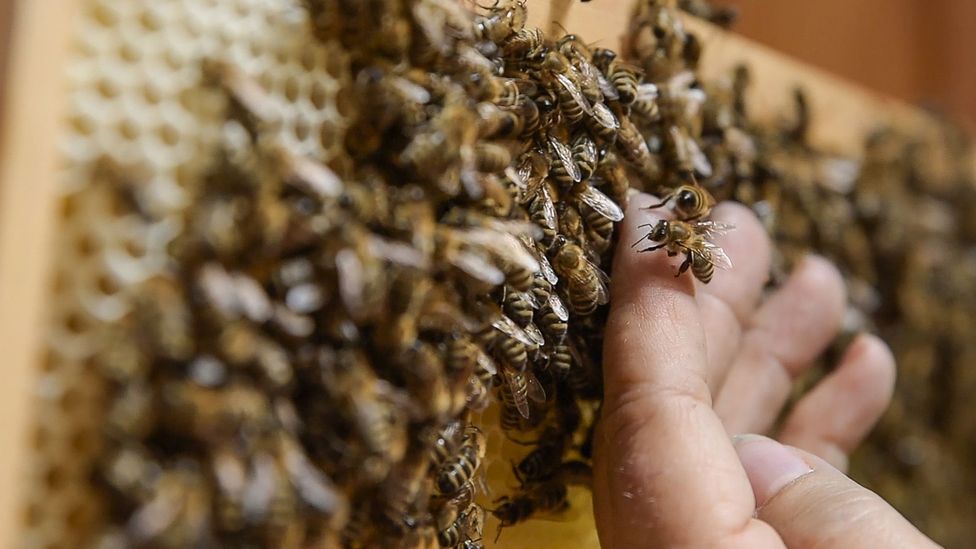 How Slovenia uses the sound of bees to relax