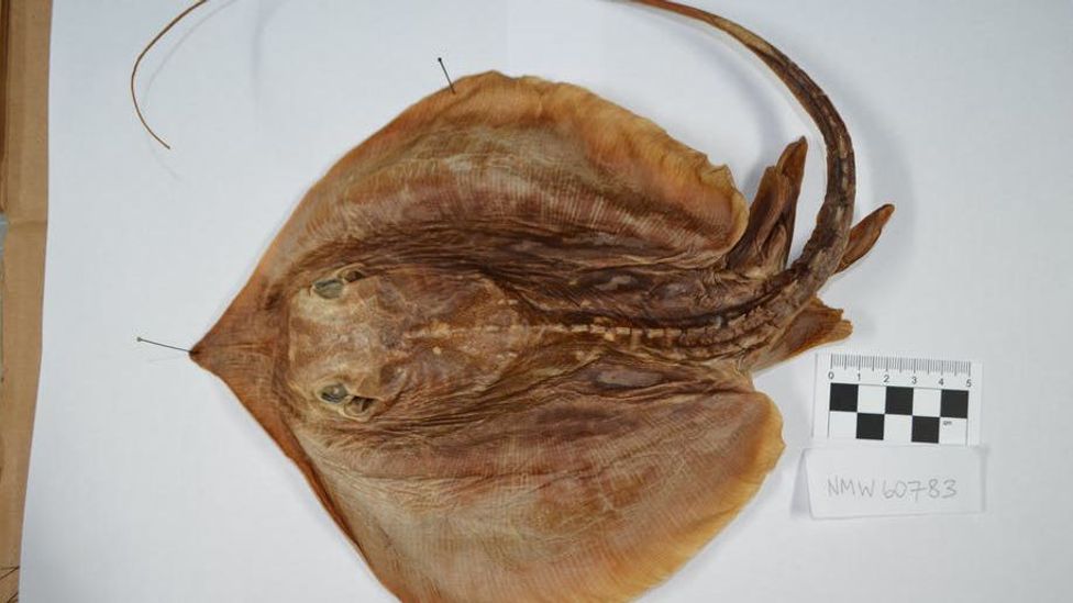 The unusual new species of stingray found in a jar - BBC Future