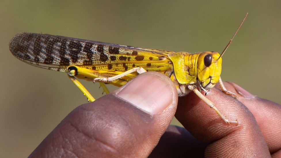 The gregarious desert locust is the world's most devastating migratory pest (Credit: Getty Images)