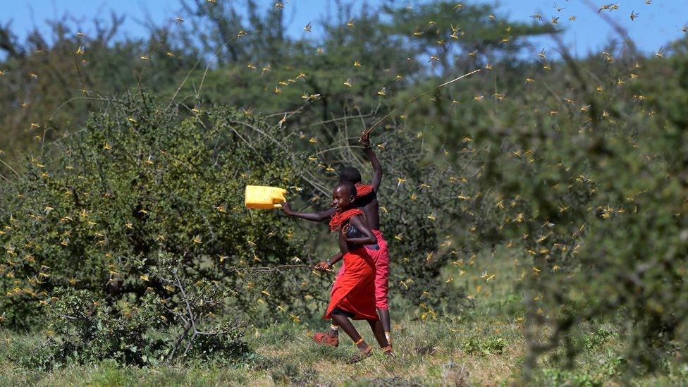 The effort of trying to scare locusts away by shouting has taken its toll on both children and adults in affected villages (Credit: Getty Images)