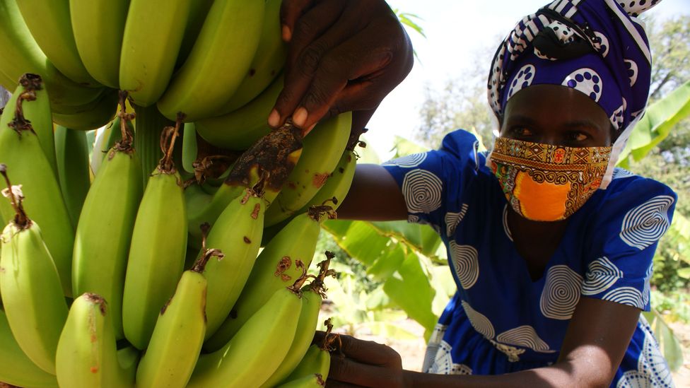 Esther Ndavu inspects her crops. Some of those that escaped the locusts have developed disease (Credit: David Njagi)