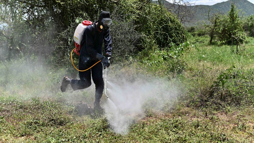 Spraying fields with pesticides can be an effective way to kill locusts, but getting chemical supplies in 2020 has been difficult due to Covid-19 (Credit: Getty Images)