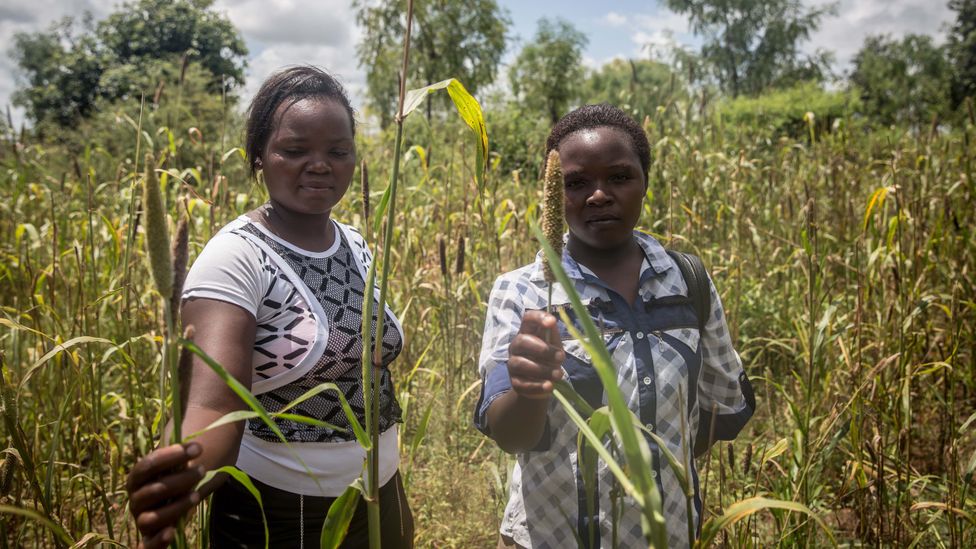 Farmers across East Africa have had crops devastated by the desert locust, with millions facing acute food shortage in the second half of the year (Credit: Getty Images)