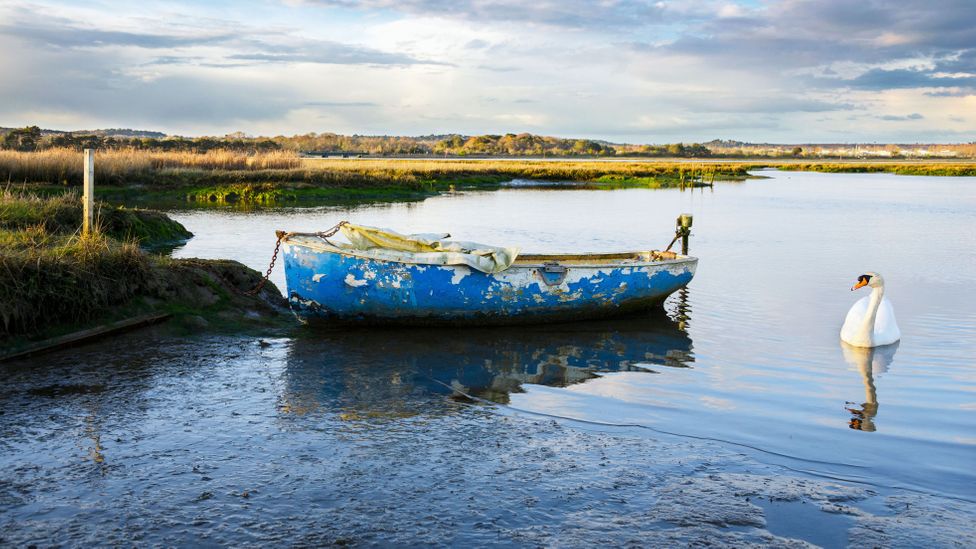 Natural habitats such as saltmarshes are an effective protection from the sea, and support a wide range of species (Credit: Alamy)